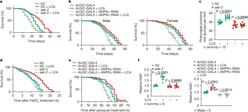 Lithocholic acid phenocopies anti-ageing effects of calorie&nbsp;restriction