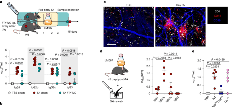 Skin autonomous antibody production regulates host–microbiota&nbsp;interactions