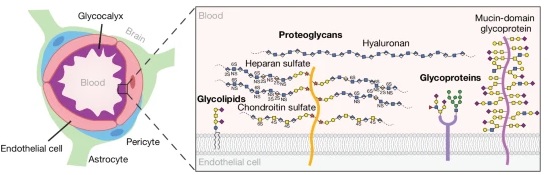 Glycocalyx dysregulation impairs blood–brain barrier in ageing and&nbsp;disease